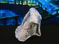 
              Mermaid Nest Clam Shell Scatter Terrain Scenery 3D Printed Mini Miniature Model
            